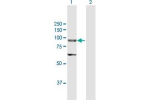 Western Blot analysis of ELAC2 expression in transfected 293T cell line by ELAC2 MaxPab polyclonal antibody.