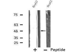 Western blot analysis of extracts from HepG2 cells, using SERC1 antibody. (SERINC1 antibody  (C-Term))
