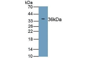 Detection of Recombinant MYH9, Human using Polyclonal Antibody to Myosin Heavy Chain 9, Non Muscle (MYH9) (Myosin 9 antibody  (AA 1740-1960))