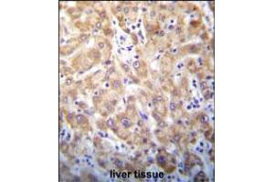 STX2 Antibody immunohistochemistry analysis in formalin fixed and paraffin embedded human liver tissue followed by peroxidase conjugation of the secondary antibody and DAB staining. (STX2 antibody  (AA 123-152))