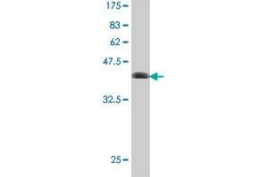 Western Blot detection against Immunogen (36. (SOX4 antibody  (AA 45-136))