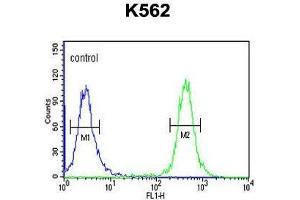 TREF1 Antibody (C-term) flow cytometric analysis of K562 cells (right histogram) compared to a negative control cell (left histogram).