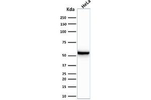 Western Blot Analysis of human HeLa cell lysate using Cytokeratin 7 Mouse Monoclonal Antibody (KRT7/760).