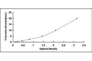 Toll-Like Receptor 6 (TLR6) ELISA Kit
