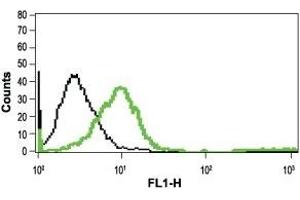 Cell surface detection of mGluR1 in live intact Jurkat cells: (black line) Unstained cells + goat-anti-rabbit-FITC. (Metabotropic Glutamate Receptor 1 antibody  (Extracellular, N-Term))