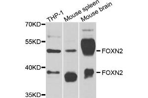 Western blot analysis of extracts of various cell lines, using FOXN2 antibody (ABIN5974318) at 1/1000 dilution. (FOXN2 antibody)