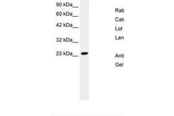 MEAF6 antibody  (N-Term)