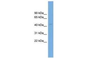 Image no. 1 for anti-Arsenic (+3 Oxidation State) Methyltransferase (AS3MT) (AA 143-192) antibody (ABIN6744854) (AS3MT antibody  (AA 143-192))