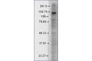 Western Blotting (WB) image for anti-Potassium Channel, Subfamily T, Member 2 (KCNT2) (AA 564-624) antibody (ABIN492454) (KCNT2 antibody  (AA 564-624))