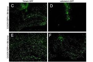 IHC - Immuno-Fluorescence of Biotin Mouse anti-GFP antibody. (GFP antibody  (Biotin))