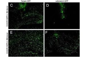 IHC - Immuno-Fluorescence of Biotin Mouse anti-GFP antibody. (GFP antibody  (AA 246) (Biotin))