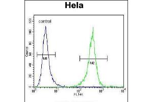 Flow cytometric analysis of Hela cells (right histogram) compared to a negative control cell (left histogram). (DNAJB6 antibody  (AA 218-247))