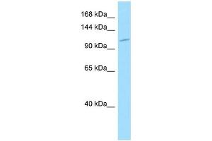 WB Suggested Anti-LPHN1 Antibody Titration: 1.