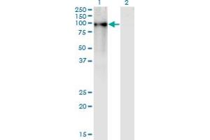 Western Blot analysis of ZNF41 expression in transfected 293T cell line by ZNF41 monoclonal antibody (M02), clone 4D6. (ZNF41 antibody  (AA 221-321))