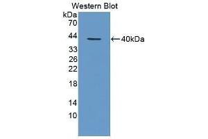 Western Blotting (WB) image for anti-Chemokine (C-X-C Motif) Ligand 1 (Melanoma Growth Stimulating Activity, Alpha) (CXCL1) antibody (ABIN3201224)