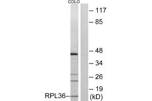 Western blot analysis of extracts from COLO cells, using RPL36 antibody. (RPL36 antibody  (Internal Region))