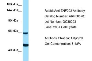 Western Blotting (WB) image for anti-Zinc Finger Protein 292 (ZNF292) (C-Term) antibody (ABIN2784241) (ZNF292 antibody  (C-Term))