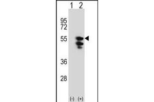 Western blot analysis of TUFM (arrow) using rabbit polyclonal TUFM Antibody (N-term) (ABIN389459 and ABIN2839526). (TUFM antibody  (N-Term))