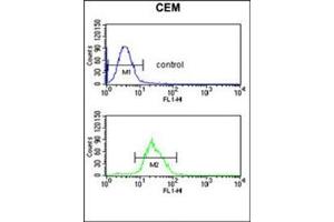 Flow cytometric analysis of CEM cells using ITPKC Antibody (N-term) Cat. (ITPKC antibody  (N-Term))