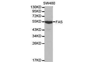 Western Blotting (WB) image for anti-TNF Receptor Superfamily, Member 6 (FAS) antibody (ABIN1872658) (FAS antibody)