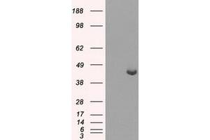 Western Blotting (WB) image for anti-Protein Phosphatase Methylesterase 1 (PPME1) antibody (ABIN1500296) (PPME1 antibody)