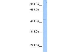 WB Suggested Anti-SETD7 Antibody Titration:  5. (SETD7 antibody  (C-Term))