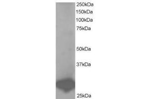 Image no. 1 for anti-B-Cell Receptor-Associated Protein 31 (BCAP31) (C-Term) antibody (ABIN374194) (BCAP31 antibody  (C-Term))