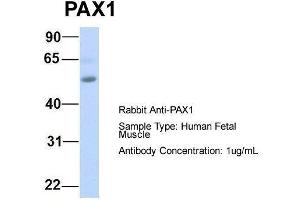 Host:  Rabbit  Target Name:  PAX1  Sample Type:  Human Fetal Muscle  Antibody Dilution:  1. (PAX1 antibody  (Middle Region))