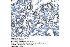 Human Lung (Claudin 17 antibody  (Middle Region))