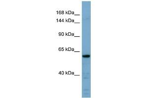 WB Suggested Anti-CDH23 Antibody Titration:  0. (CDH23 antibody  (Middle Region))