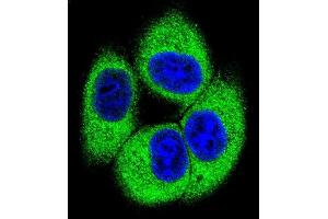 Confocal immunofluorescent analysis of TSSK4 Antibody (C-term) (ABIN655194 and ABIN2844810) with 293 cell followed by Alexa Fluor 488-conjugated goat anti-rabbit lgG (green). (TSSK4 antibody  (C-Term))