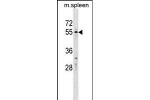 WFIKKN2 Antibody (C-term) (ABIN1537446 and ABIN2849883) western blot analysis in mouse spleen tissue lysates (35 μg/lane). (WFIKKN2 antibody  (C-Term))