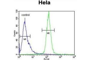 Flow cytometric analysis of Hela cells using H2AFY2 / MACROH2A2 Antibody (N-term) Cat. (H2AFY2 antibody  (N-Term))