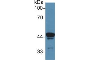 Western Blot; Sample: Rat Skeletal muscle lysate; Primary Ab: 5µg/ml Rabbit Anti-Rat ATP6AP2 Antibody Second Ab: 0. (ATP6AP2 antibody  (AA 18-302))