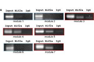 Hif2-alpha binds to leg1a and leg1b promoters. (EPAS1 antibody)