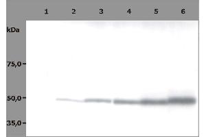 Western Blotting analysis (reducing conditions) of HPB-ALL human peripheral blood leukemia cell line. (TUBB antibody)