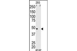 Western blot analysis of anti-GEA11 Antibody (N-term) (ABIN390103 and ABIN2840615) pre-incubated with and without blocking peptide in 293 cell line lysate. (MAGEA11 antibody  (N-Term))