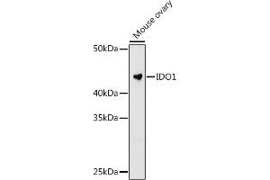 Western blot analysis of extracts of Mouse ovary cells, using IDO1 antibody (ABIN7267863) at 1:1000 dilution. (IDO1 antibody)