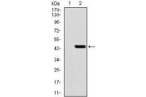 Western blot analysis using GRIA2 mAb against HEK293 (1) and GRIA2 (AA: 652-807)-hIgGFc transfected HEK293 (2) cell lysate. (GRIA2 antibody  (AA 652-807))
