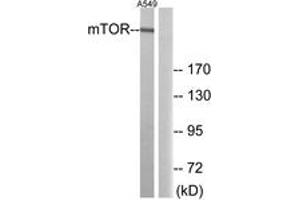 Western blot analysis of extracts from A549 cells, using mTOR (Ab-2481) Antibody. (MTOR antibody  (AA 2447-2496))