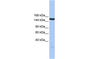 Western Blotting (WB) image for anti-CASP8 Associated Protein 2 (CASP8AP2) antibody (ABIN2463348) (FLASH antibody)