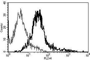 A typical staining pattern with the B-R17 monoclonal antibody of Fas L transfected 293T cell line (FASL antibody  (Biotin))