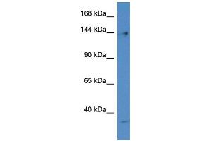 WB Suggested Anti-Polg Antibody   Titration: 1. (POLG antibody  (N-Term))