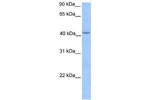 Western Blotting (WB) image for anti-Hydroxymethylbilane Synthase (HMBS) antibody (ABIN2459756) (HMBS antibody)