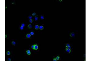 Immunofluorescence (IF) image for anti-Melanoma Cell Adhesion Molecule (MCAM) (AA 50-646) antibody (ABIN7147325)
