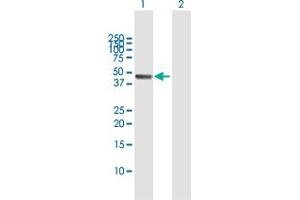 Western Blot analysis of PA2G4 expression in transfected 293T cell line by PA2G4 MaxPab polyclonal antibody. (PA2G4 antibody  (AA 1-394))