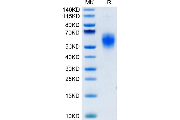 B7-H6 Protein (AA 25-262) (His tag)