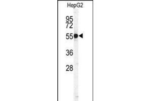 Western blot analysis of CTSH Antibody (N-term) (ABIN391569 and ABIN2841506) in HepG2 cell line lysates (35 μg/lane). (Cathepsin H antibody  (N-Term))