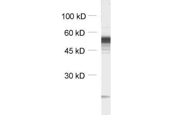 GABRB3 anticorps  (AA 344-429)