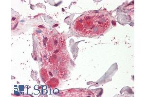ABIN768569 (3. (CHRNA5 antibody  (Internal Region))
